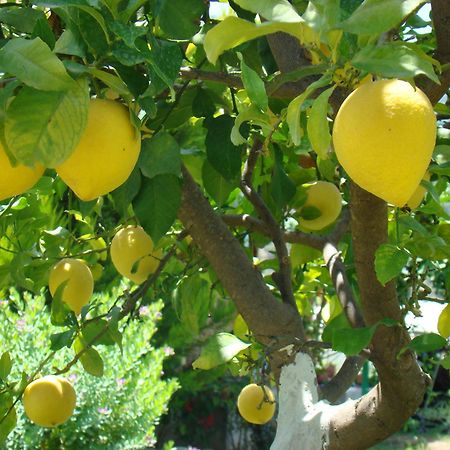 Cirali Armira Bungalow Εξωτερικό φωτογραφία