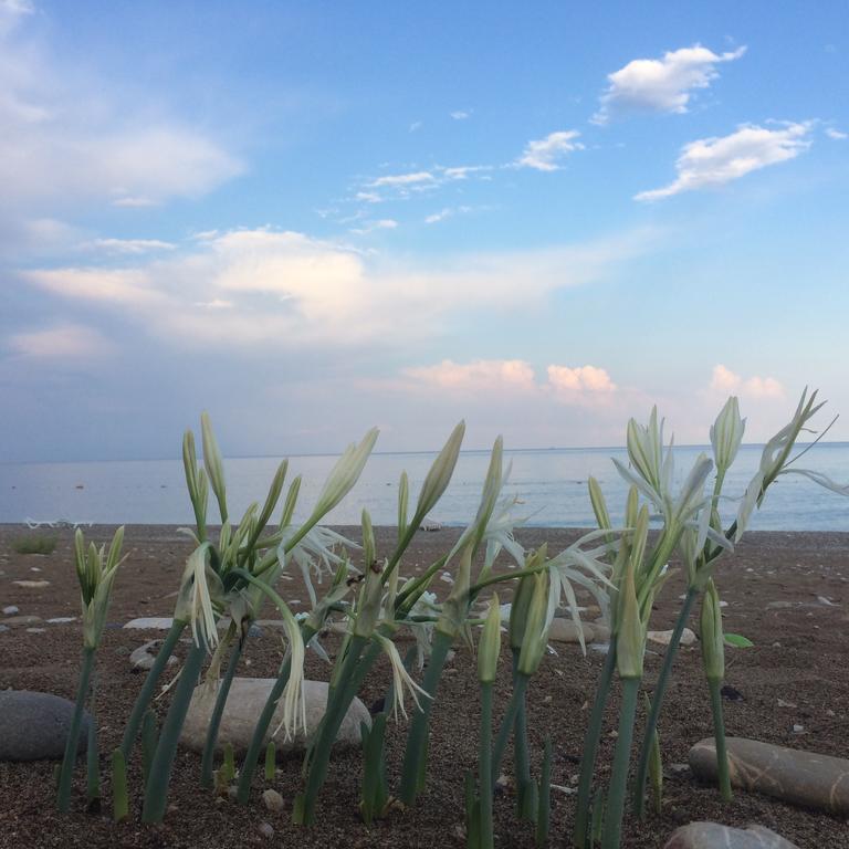 Cirali Armira Bungalow Εξωτερικό φωτογραφία